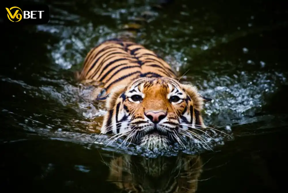 The tiger, a symbol of power and prestige