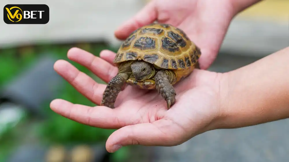 Turtles - wealth and stability